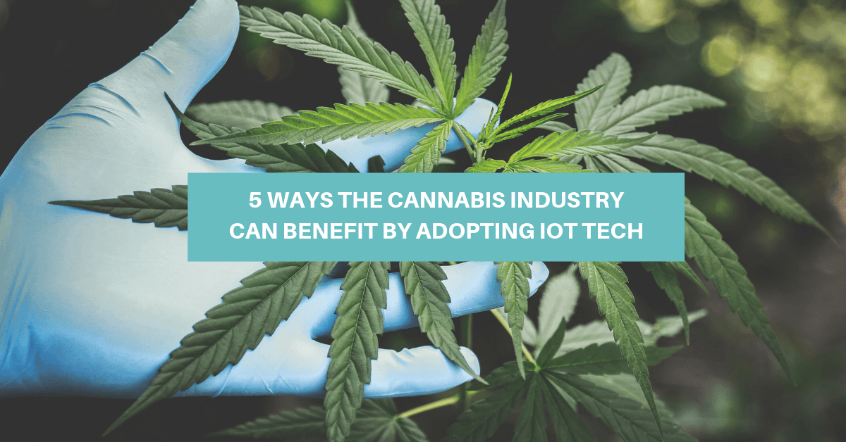 IoT cannabis industry